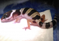 Baby Gecko 2 Tage alt